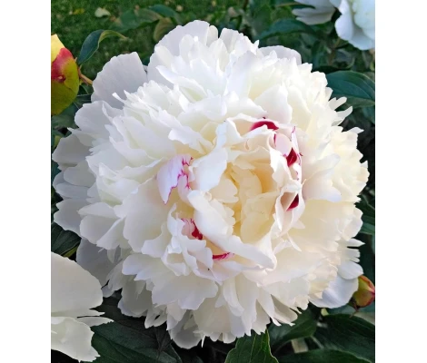 Bulbo Paeonia Festiva Maxima Blanca